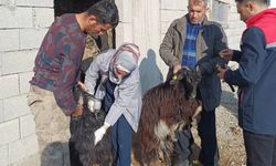 Şırnak’ta hayvan sağlığına yönelik kapsamlı çalışma