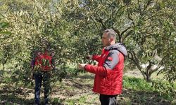 Köyceğiz, Ortaca ve Dalaman’da zirai don zararı tespit çalışmaları devam ediyor