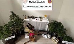 Marmaris’te uyuşturucu operasyonu: 1 tutuklama