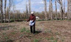 Akyaka’da elle tohum serpme geleneği devam ediyor