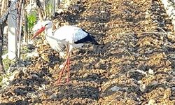 Çiftçi dostu leylek bağdan ayrılmadı