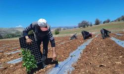 Kuraklığa dayanıklı karpuz fidesi dikimine başlandı