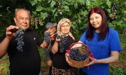 Turfanda 'Siyah İnci' hasadı başladı