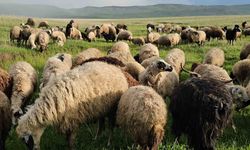 Adilcevaz’da yayla zamanı: Besiciler 7 aylık göçe başladı