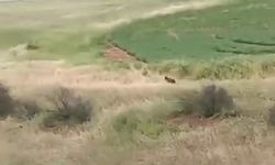 Adıyaman’da çiftçiler ayıyla karşılaştı