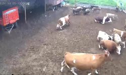 Amasya’da ineklerin depreme yakalandığı anlar kamerada
