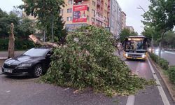 Batman’da şiddetli rüzgarın devirdiği ağaç park halindeki aracın üzerine düştü