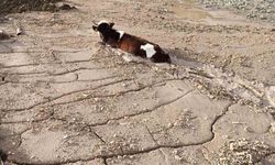 Bayburt Group İnşaat firmasının döktüğü beton yığınına, kurbanlık düve saplandı