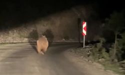 Bolu’da otomobil gören ayı korkup böyle kaçtı