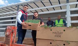 ‘Domates Yetiştiriciliğinin Geliştirilmesi’ projesi sürüyor
