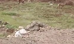 Elazığ’da dağ keçileri görüldü