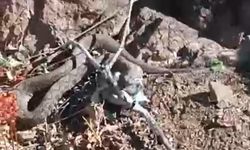 Erek Dağı’nda zehirli radde engereği görüntülendi