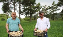 Erzurum’da vatandaşlara "zehirli mantar" uyarısı