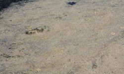 Gemlik Sahilleri’nde tehlikeli görüntü...Müsilaj balık yumurtalarını öldürüyor