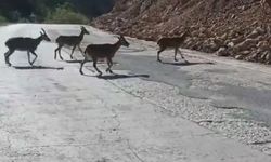 Gümüşhane’de vaşak ve dağ keçileri yollara indi