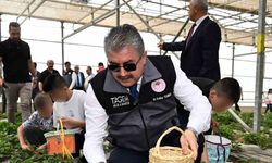 Huzurevinde kalan büyükler ve koruma altındaki çocuklar, çilek hasadı yaptı