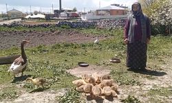Kars’ta kaz, gram altınla yarışıyor