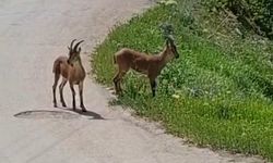 Malatya’da, yaban keçileri kayısı bahçesine indi