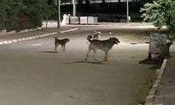 Malkara OSB’de gece saatlerinde toplanan köpekler tedirginliğe neden oluyor