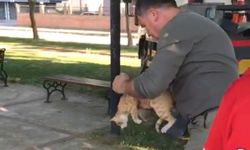 Manisa’da ağaçta mahsur kalan kedi kurtarıldı