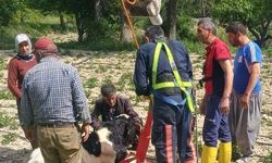 Gülnar'da Kuyuya Düşen Dana Kurtarıldı