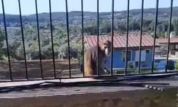 Muğla’da kaçak maymun alarmı jandarma ve mahalleli seferber oldu