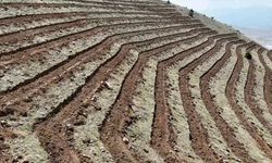 Niğde’nin Himmetli Köyü’nde 100 hektarlık alanda ağaçlandırma yapılacak
