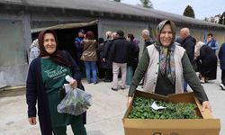 Ordulu üreticilere 380 bin fidenin dağıtımına başladı