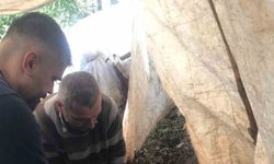 Ortaca’da küçükbaş aşılama ve kimliklendirme çalışmaları yapılıyor