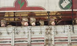 Salihli’de kurbanlık nakli yapan araçlara sıkı denetim