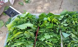 Sarıgöl’de bağ yaprağı sezonu açıldı
