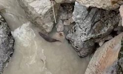 Tağar Çayında su samurları görüntülendi
