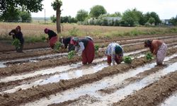 Tescilli Birecik Patlıcanda ekim zamanı