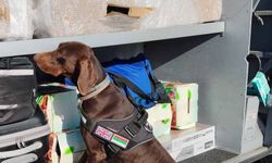 X-Ray kontrolü sırasında, beyan edilmemiş 351 bin 620 euro dedektör köpekten kaçamadı