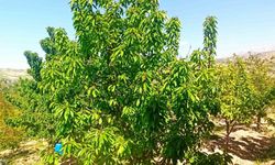Zirai donun zarara yol açtığı Malatya’da kiraz yaprağı ümit oldu