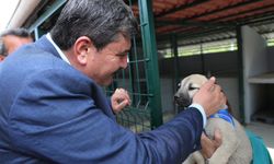 Başkan Yıldız'dan Hayvan Hakları Vurgusu