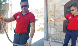 Tarsus'ta Hastane Bahçesinde Yılan Paniği