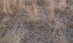 Elazığ’da araziler yaban domuzlarının istilasına uğradı