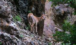 Erzincan’da yaban keçileri havadan görüntülendi