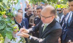 Giresun’da kahverengi kokarcaya karşı samuray arıları salınmaya başlandı