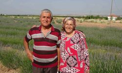 İnternetten gördüler, lavanta üreticisi oldular