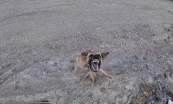 Köpeğin dronla imtihanı