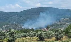 Menteşe’de zeytinlik alanda yangın