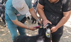 Nazilli’de küçükbaş hayvanlara veba ve çiçek aşısı yapıldı