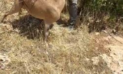 Tel örgülere takılan dağ keçisi kurtarıldı