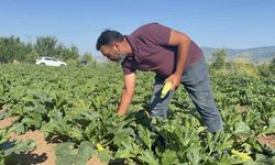 Tokat’ta meyveleri don vurdu, çiftçi ilk mahsulü öşür niyetine dağıttı
