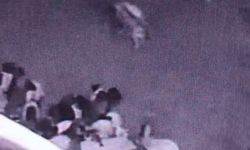 Batman’da ahıra giren kurt sürüye saldırdı: O anlar kamerada