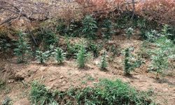 Bingöl’de uyuşturucuyla mücadele