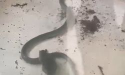 Fare ile yılanın kavgası kamerada