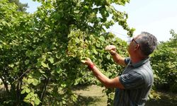 Fındıkta erken hasat uyarısı